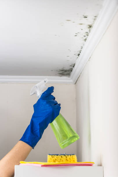 Best Kitchen Mold Remediation in Tyrone, PA